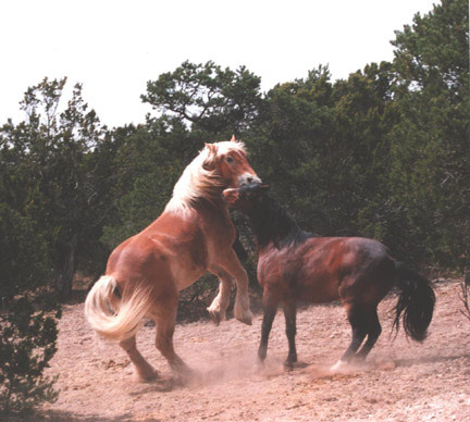 A really big horse play fighting