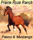 Pasos & Finos at Prairie Rose Ranch